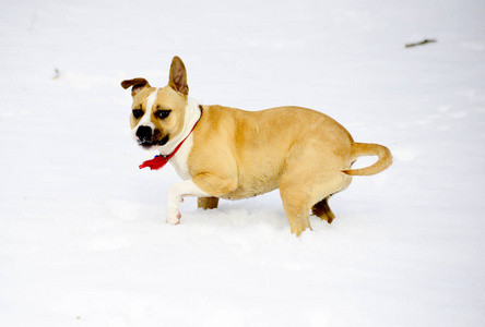 安斯塔夫在雪地上养狗
