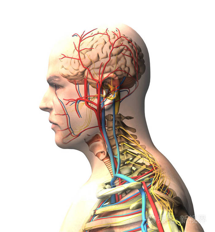 人从侧脑面对x射线的动脉和静脉脊柱和肋骨人体解剖三维渲染