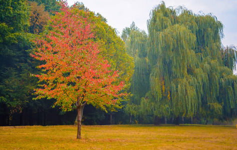 森林附近有红叶的美丽秋树的照片