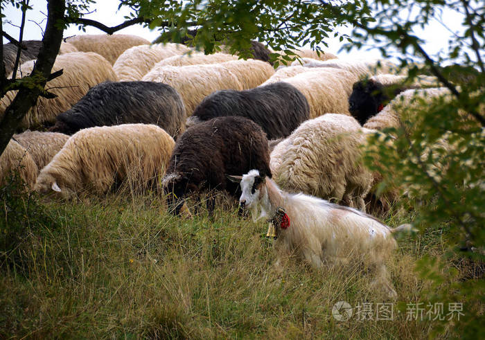 在绿色春天草甸的绵羊在复古样式