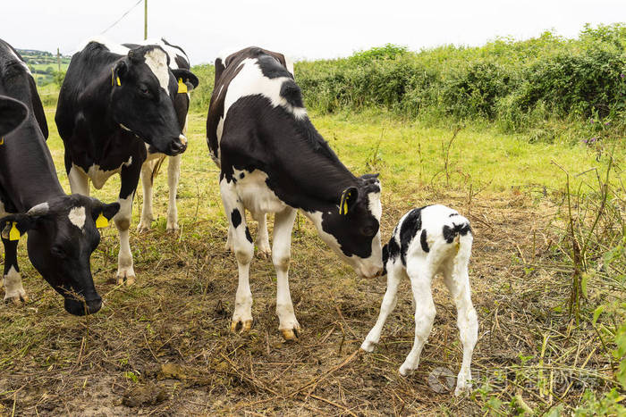 在英国农村的草地上有一个壁的奶牛
