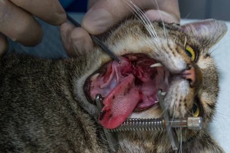 猫伴嗜酸性肉芽肿口腔手术