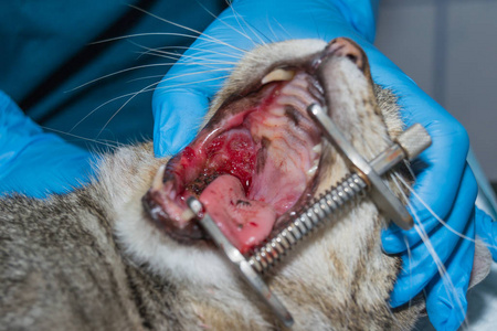 猫口腔肿瘤猫免疫缺陷病毒感染阳性照片