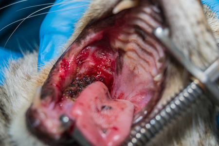 猫口腔肿瘤猫免疫缺陷病毒感染阳性照片