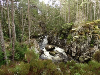 苏格兰瀑布在森林里