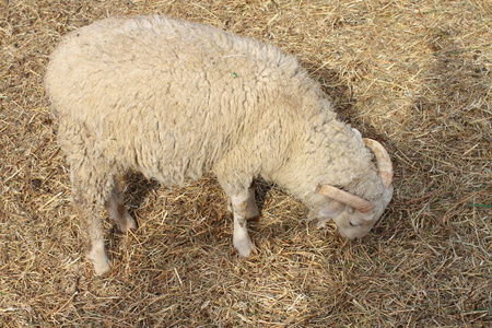 接近用牧场喂养的羊