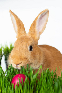 绿色草地上的复活节兔子，白色背景上画着鸡蛋