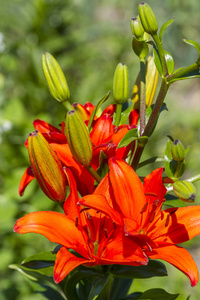 把鲜艳的百合花与花蕾合拢