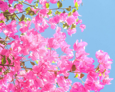 粉红色的花和蓝色的阳光天空，花卉背景，春季假期和妇女日的概念。 生命绽放