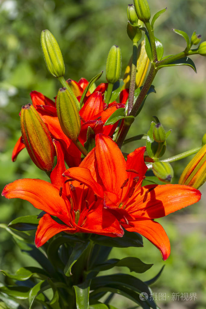 把鲜艳的百合花与花蕾合拢