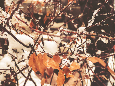 一棵树的片状, 雪中的叶子。城市街道上的雪。巴库里亚尼冬季的开始