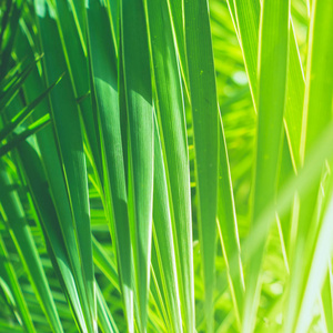 奇妙的绿色棕榈叶异国情调的假期，植物学背景和夏季概念。享受热带梦吧