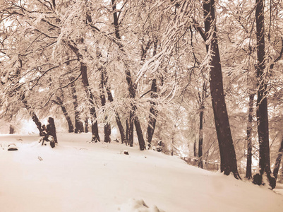 降雪。雪中的树。巴库里亚尼山区滑雪胜地