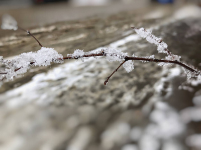 一棵树的雪, 冰冻的雪。城市街道上的雪。巴库里亚尼冬季的开始