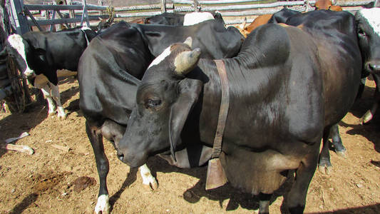 在巴西东北部的一个畜栏里育肥的几头牛非常健康和美丽的动物