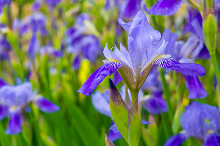 美丽的紫罗兰花图片