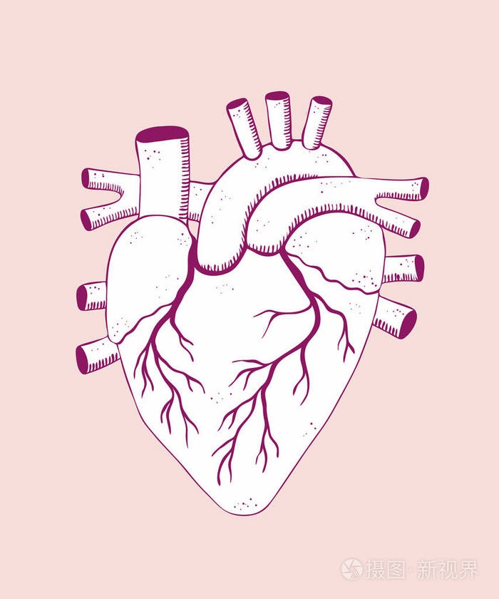 解剖心脏矢量插图