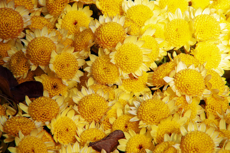 秋天的花菊壁纸为背景图片相似素材图片 摄图新视界