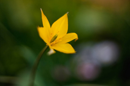 黄色郁金香花瓣宏观