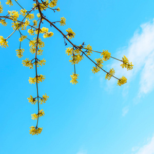 春天花园里美丽盛开的黄枝茱萸照片