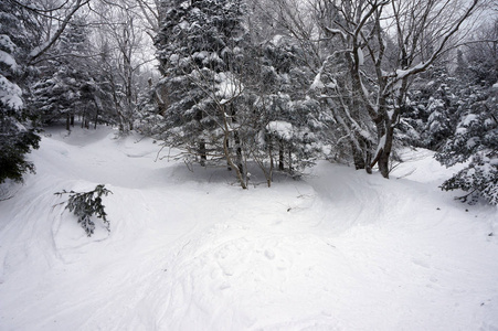 在佛蒙特滑雪场里奔跑的一棵树