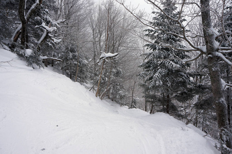 在佛蒙特滑雪场里奔跑的一棵树