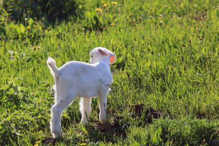 在阳光明媚的春天，在绿色的草地上放牧的幼嫩白羊