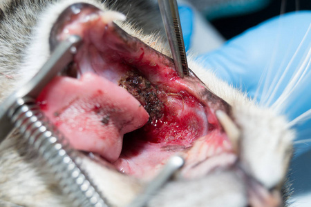 肉芽肿性乳腺炎猫伴嗜酸性肉芽肿口腔手术照片