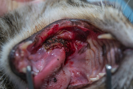 epulis猫伴嗜酸性肉芽肿口腔手术照片