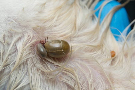 大猫带小猫图片