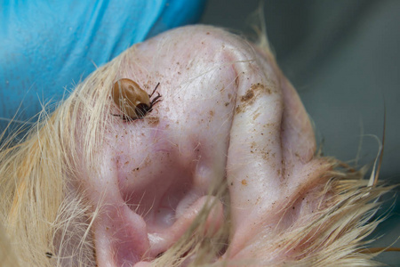 附在猫耳皮上的滴答. 用猫耳毛细血管的血液喂养蜱.照片