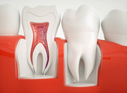 健康牙齿横截面三维渲染
