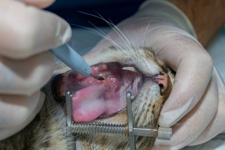 猫伴嗜酸性肉芽肿口腔手术