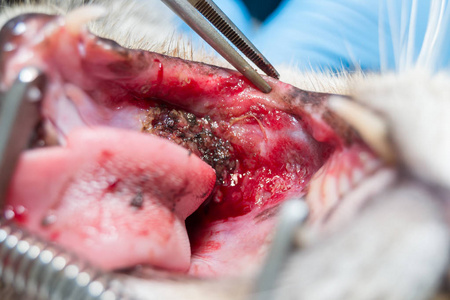 猫伴嗜酸性肉芽肿口腔手术