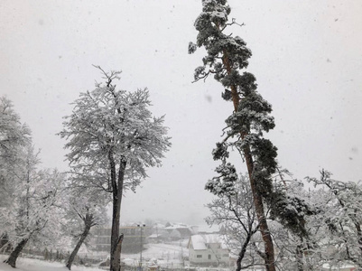 降雪。雪中的树。冬天的天空。美丽的景色