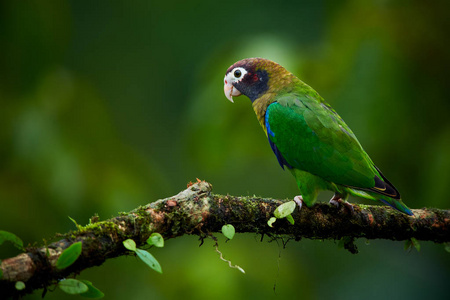 棕头浅绿色鹦鹉，褐毛鹦鹉，红斑鸠。热带森林中的野生鸟类。来自中美洲的鹦鹉。
