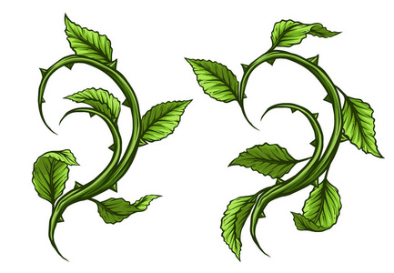 图形卡通详细的绿色玫瑰枝茎与叶子和荆棘. 孤立在白色背景上.