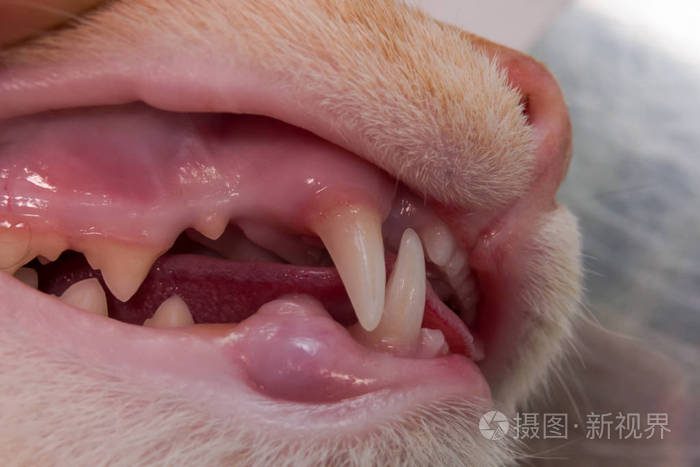 猫牙列犬牙和门牙照片 正版商用图片18dte0 摄图新视界
