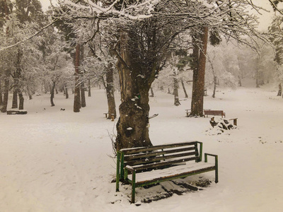 在雪中的树下板凳。降雪。雪中的树。巴库里亚尼山区滑雪胜地