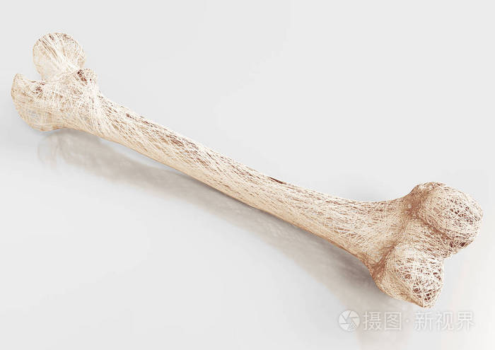 骨质疏松上肢骨骼