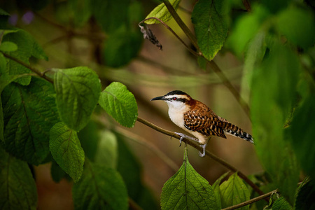 Rufous Naped WrenCampylorhynchusRufinucha坐在树枝上。 来自哥斯达黎加的美丽的彩色鸟