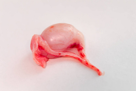 kastrace白色表面的成年猫睾丸照片