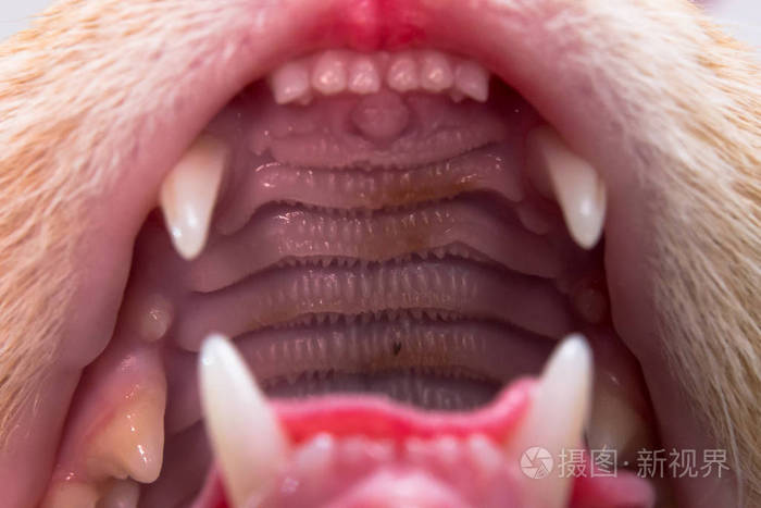 猫牙列犬牙和门牙照片 正版商用图片18duay 摄图新视界