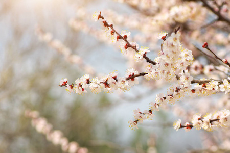 杏树的春花。 大自然的组成。