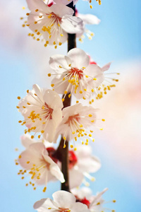杏树的春花。 大自然的组成。
