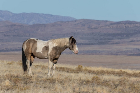 一匹美丽的野马在犹他州沙漠冬天