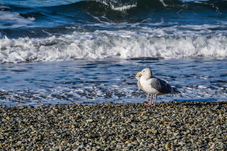 当海浪翻滚时，两只海鸥站在岩石上。