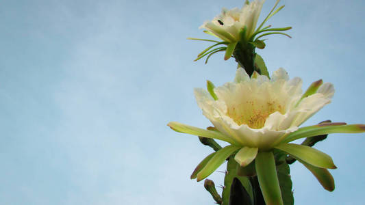 传统巴西仙人掌曼达卡鲁的美丽花朵，是卡廷加生物群落中常见的仙人掌，人类和动物的食物和装饰品