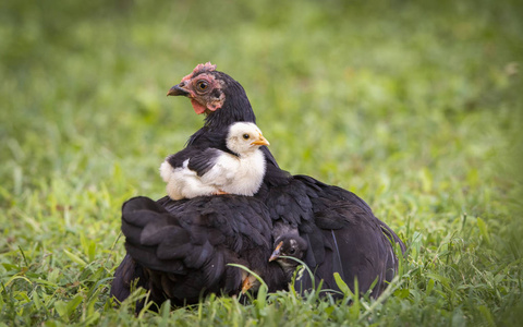 母鸡和小鸡宝宝照片