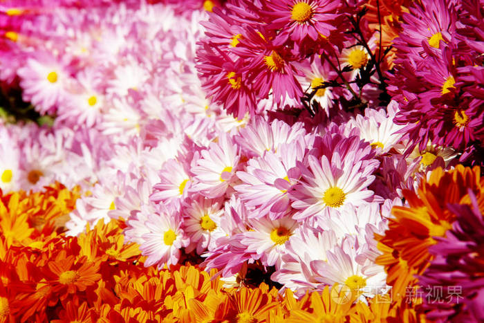 秋天的花菊壁纸为背景图片照片 正版商用图片18dw41 摄图新视界